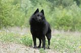 SCHIPPERKE 543